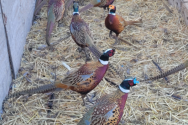 Shumaker Ringnecks